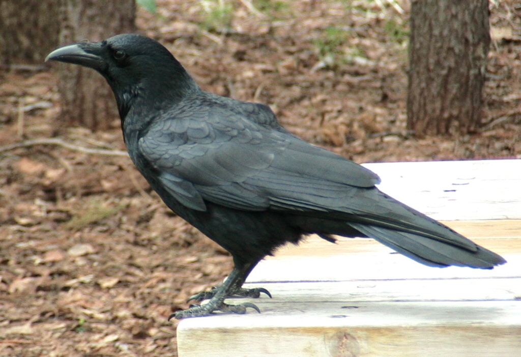 カラスの種類 Npo法人札幌カラス研究会