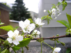 今春初開花のオオシマザクラ。