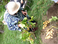 100歳の佐藤さんもイモ掘りを