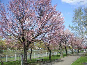 川に沿って桜の木はどこまでも続いている。きれいな花を咲かせた桜がどこまでも続いていた。