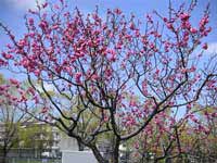 中国で梅の花は長寿をもたらすとされた。梅に花凪家族のみんなの健康を祈った。