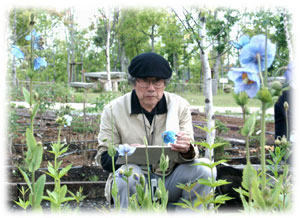青色ケシの花を写生中の岩脇先生