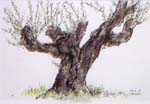 オリーブの老木