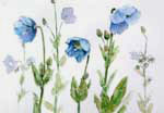 青色ケシの花