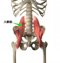 psoas_muscle_yoga_anatomy_3D.png