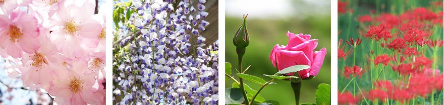 四季の花々の写真