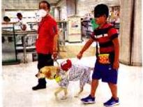 新聞記事での写真です。イトーヨーカドーの店内を小学生が盲導犬と歩いていますね。