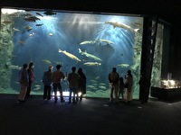 水族館で巨大水槽の写真です。大きな魚がたくさん泳いています