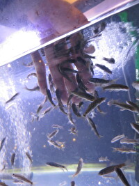 水族館で水槽の中に手を入れているアップ写真です。小さな魚が手に群がっているよ。皮膚を食べてるのかな