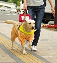 盲導犬とユーザーが歩いているの写真です