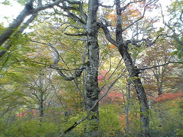 保城峠頂上ブナ林の紅葉