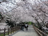 城山は桜の時期以外にも見所たくさんあり、地元民の人気の憩いの場です。