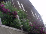 施設南面に威勢良く枝を伸ばし、赤紫色の花を咲かせるブーゲンビリヤ：記念樹