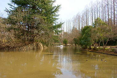 自然浄化法の池